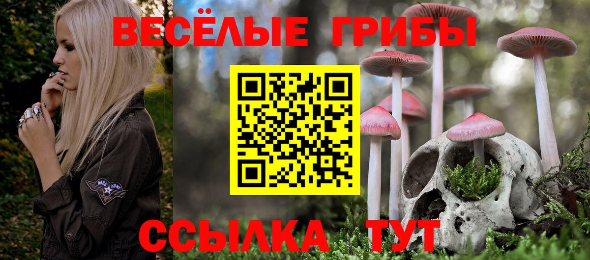 Псилоцибиновые грибы Psilocybine cubensis Верхняя Пышма
